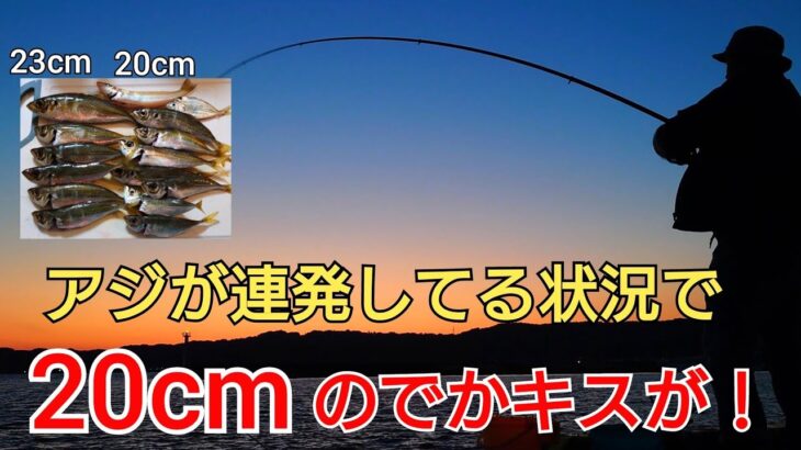 1年中アジが釣れる港でサビキ釣りをやったらアジの時合いと共に20cm超えのでかキスが！春ってキス釣りシーズン?