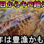 【エギング】いきなり1kgオーバー…山陰春アオリイカシーズン開幕！