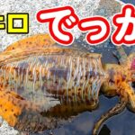 【エギング】初めて生で見る2キロのアオリイカに大興奮!!