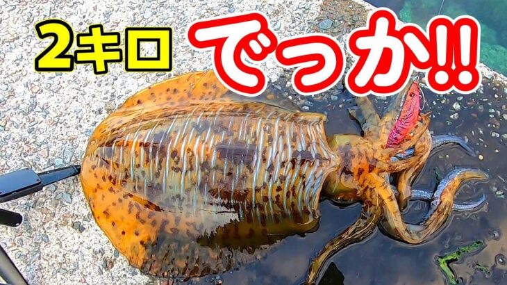 【エギング】初めて生で見る2キロのアオリイカに大興奮!!