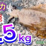 2023 ヤエン イカ ９　【春イカ到来　３.５kg】