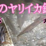 【ヤリイカ釣り】まだ釣れます！入れ食いで見えイカも釣れる！ 2023.4月 山陰