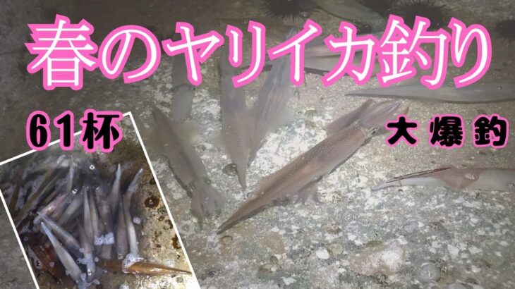 【ヤリイカ釣り】まだ釣れます！入れ食いで見えイカも釣れる！ 2023.4月 山陰