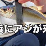 横浜にアジが来た！あの重〜いお魚が大爆釣！？【2023.4】