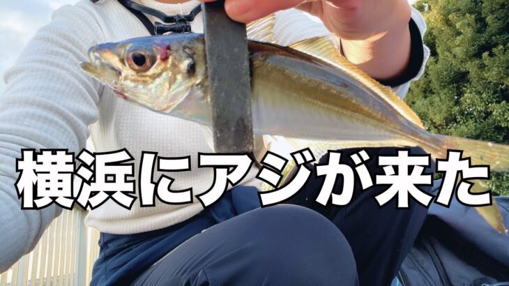 横浜にアジが来た！あの重〜いお魚が大爆釣！？【2023.4】