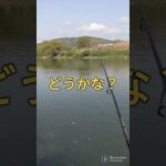 2023.4.11一気に減水！宇治川ブラックバス釣り！ #fishing #ルアーフィッシング