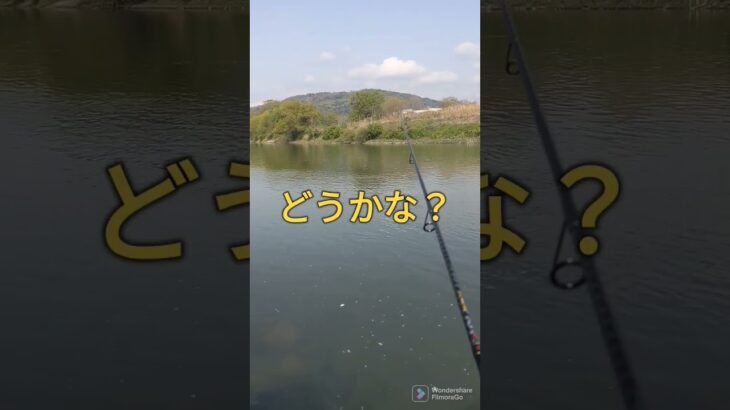 2023.4.11一気に減水！宇治川ブラックバス釣り！ #fishing #ルアーフィッシング