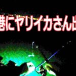 【北海道石狩湾・小樽釣り】小樽港にヤリイカさんが入ったようです!!　2023.4.2（夜釣り）