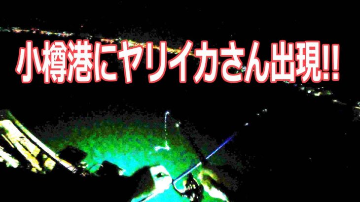 【北海道石狩湾・小樽釣り】小樽港にヤリイカさんが入ったようです!!　2023.4.2（夜釣り）