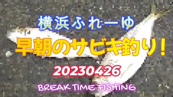 20230426 横浜ふれーゆ GW直前 早朝のサビキ釣り！