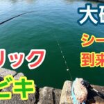 【大磯港】の王道 トリックサビキのシーズン到来！美味しい魚が釣れた！ 2023年4月上旬 小潮