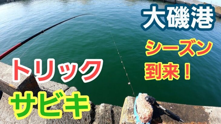 【大磯港】の王道 トリックサビキのシーズン到来！美味しい魚が釣れた！ 2023年4月上旬 小潮