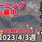 【豊英ダム】2023/4/3週　ブラックバスはスポーニング中！