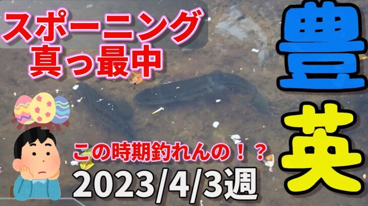 【豊英ダム】2023/4/3週　ブラックバスはスポーニング中！