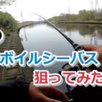 春のハクボイルシーバス狙ってみたが…【2023年4月6日】