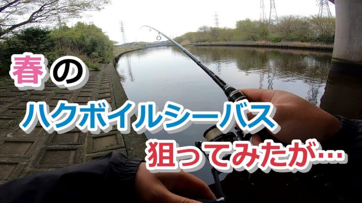 春のハクボイルシーバス狙ってみたが…【2023年4月6日】