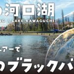 【2023年春の河口湖】ポークルアーで春の良型ブラックバスをGET！【河口湖バス釣り】