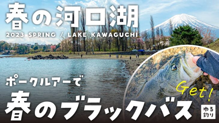 【2023年春の河口湖】ポークルアーで春の良型ブラックバスをGET！【河口湖バス釣り】