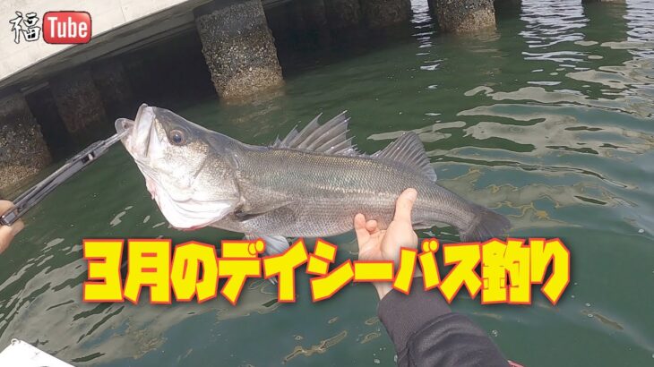 3月のデイシーバス釣り