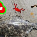 【鹿島灘サーフ】穏やかな4月の海でサーフゲーム🎣