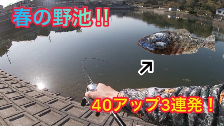 【バス釣り】4月の野池！春の見えバスはこうやって釣る！