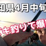 4月中旬高知県　サビキ釣りで爆釣！