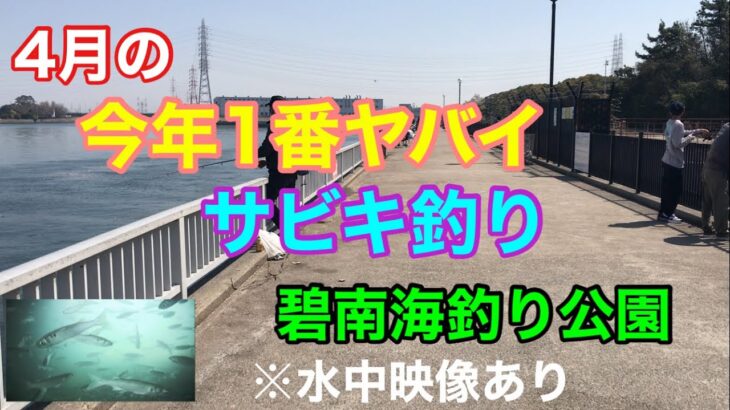 4月の今年1番？ヤバイ サビキ釣り 【水中映像あり】碧南海釣り公園 碧南釣り広場