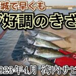 【茨城釣り】4月の港内でアジが2桁釣果！【サビキ釣り】