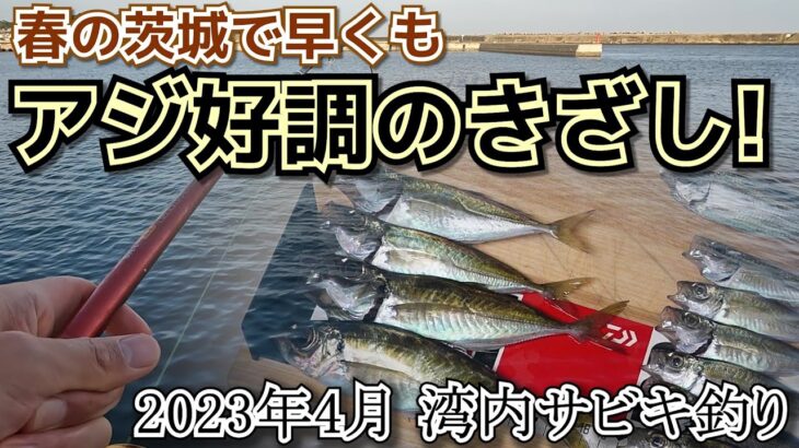 【茨城釣り】4月の港内でアジが2桁釣果！【サビキ釣り】