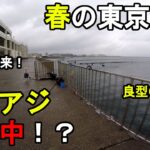 【神奈川県某所】春の東京湾に良型アジ回遊中！？4月上旬、視聴者さんから情報があった関東地方の三浦半島の東京湾側の釣り場で、サビキ釣り調査と太刀魚調査で釣りしてみたら…！【2023.04.07】