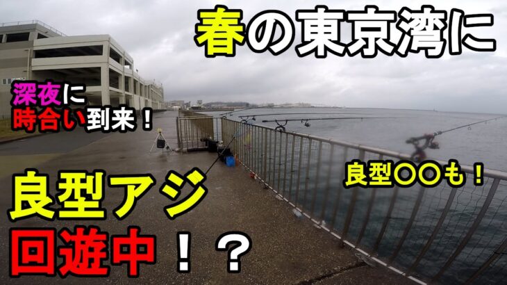 【神奈川県某所】春の東京湾に良型アジ回遊中！？4月上旬、視聴者さんから情報があった関東地方の三浦半島の東京湾側の釣り場で、サビキ釣り調査と太刀魚調査で釣りしてみたら…！【2023.04.07】