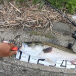 真昼間の河川で70upの大物炸裂【デイシーバス釣り】