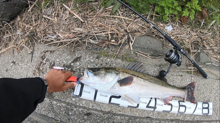 真昼間の河川で70upの大物炸裂【デイシーバス釣り】