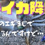 【春イカ降臨】このエギ　マジで釣れるんですけど…！！　　春のアオリイカを求めて〜DAY４ 〜