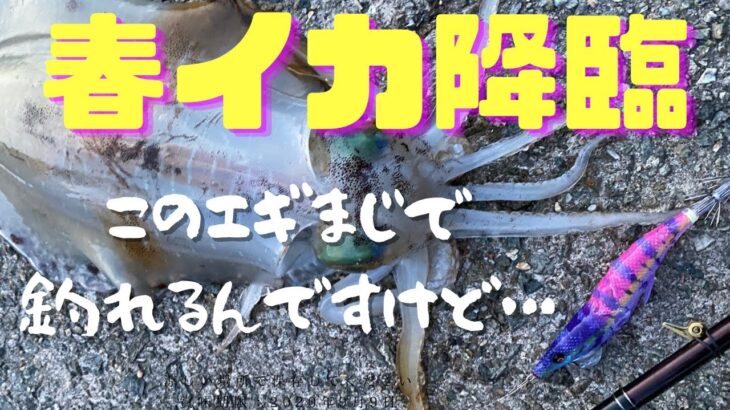 【春イカ降臨】このエギ　マジで釣れるんですけど…！！　　春のアオリイカを求めて〜DAY４ 〜