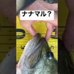 えっ？ #バスフィッシング #バス釣り #ブラックバス #デカバス #ロクマル #琵琶湖 #琵琶湖バス釣り