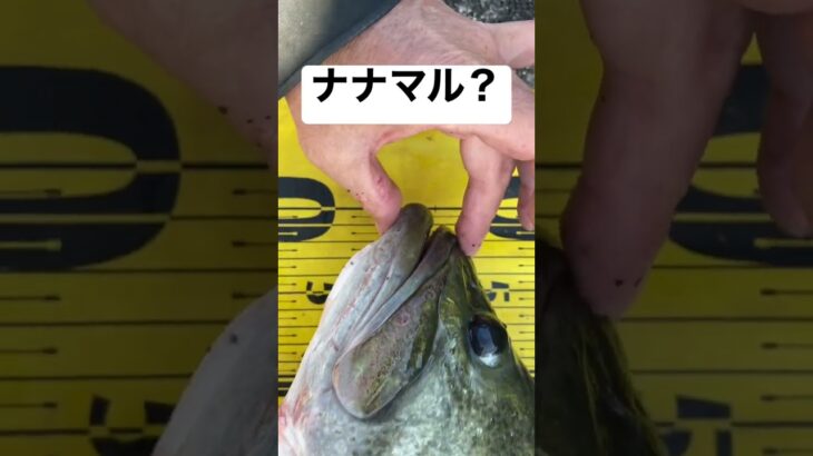 えっ？ #バスフィッシング #バス釣り #ブラックバス #デカバス #ロクマル #琵琶湖 #琵琶湖バス釣り