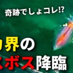 【奇跡】エギングで春イカを狙っていたら、ヤバすぎるイカが泳いできた・・・。