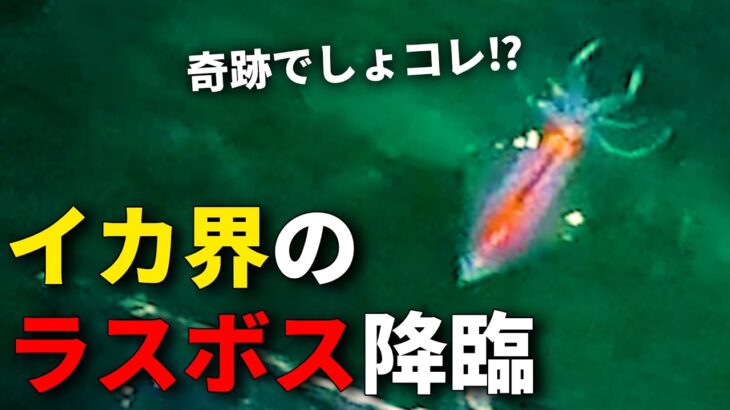 【奇跡】エギングで春イカを狙っていたら、ヤバすぎるイカが泳いできた・・・。