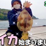 この釣り方で、アオリイカ釣れたよー!!【エギング＆アジの泳がせ】