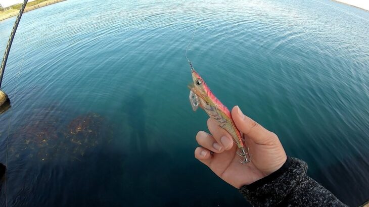 【エギング】 思いもかけないバケモノが釣れました