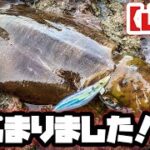 【ぶっ飛び】圧倒的飛距離の最新エギで山陰の春イカを攻略！【エギング】