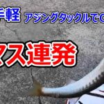 【カマス連発】アジングタックルで爆釣！超お手軽で超面白くて超美味い。この釣りを知らないと損ですよ！