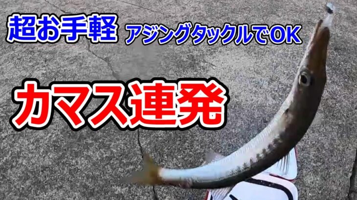 【カマス連発】アジングタックルで爆釣！超お手軽で超面白くて超美味い。この釣りを知らないと損ですよ！