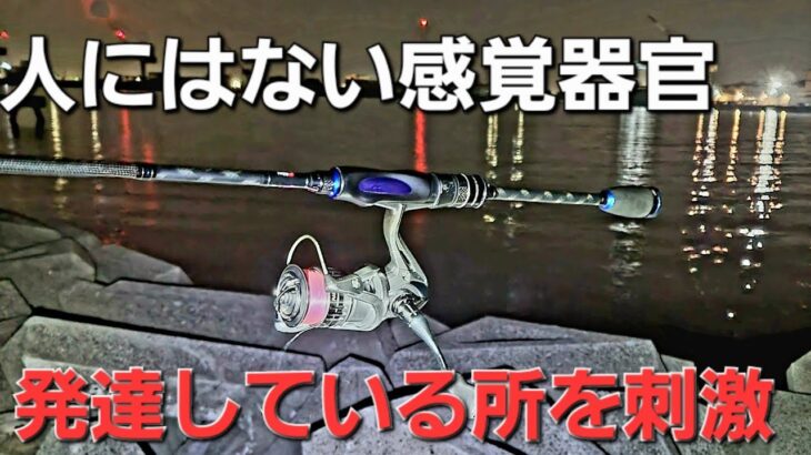 魚の嗅覚を刺激！フォールでアピールさせると良型連発でした。