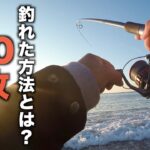 夢のショアブリを釣りに行ったら！！