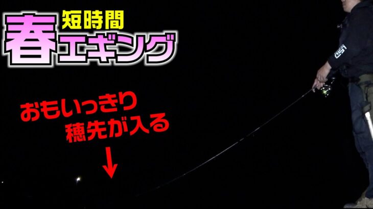 春エギングで巨大アオリを釣る為短時間で狙うと目で見てわかる強烈なアタリ！最後に事故りました