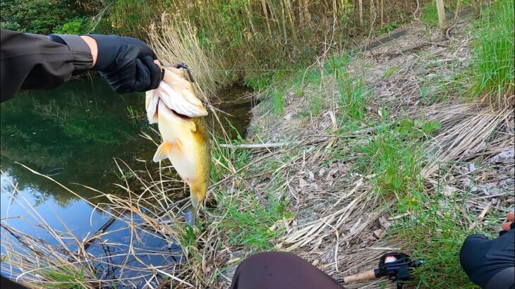 ルアーを見切ったデカバス、アレを使ったら簡単に喰ってきた「春のバス釣り」「野池」「初心者」