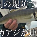 昼間からデカアジが連発！日本一尺アジが釣れる釣り公園の釣果が異次元すぎました