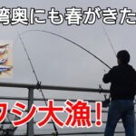 東京湾奥側も本格海釣りシーズン開幕！イワシが大漁!